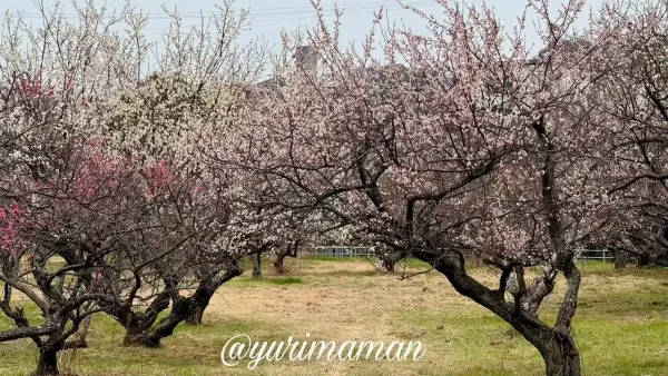 綱敷天満神社の梅林（紅梅と白梅）