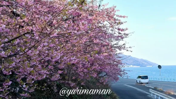 閏住の菜の花畑の河津桜（2026年2月・伊予市双海町）1