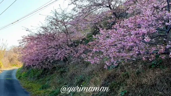 閏住の菜の花畑の河津桜（2026年2月・伊予市双海町）2