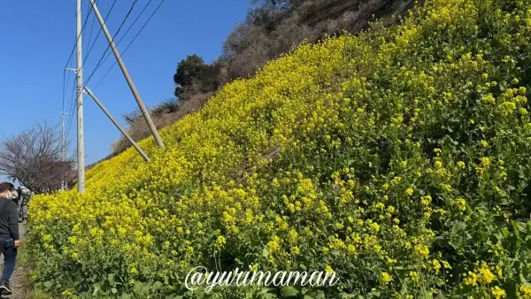 伊予市双海町・閏住の菜の花畑の様子（2026年2月・夕やけこやけライン沿い）2