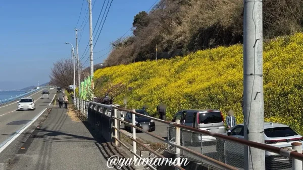 伊予市双海町・閏住の菜の花畑の様子（2026年2月・夕やけこやけライン沿い）1