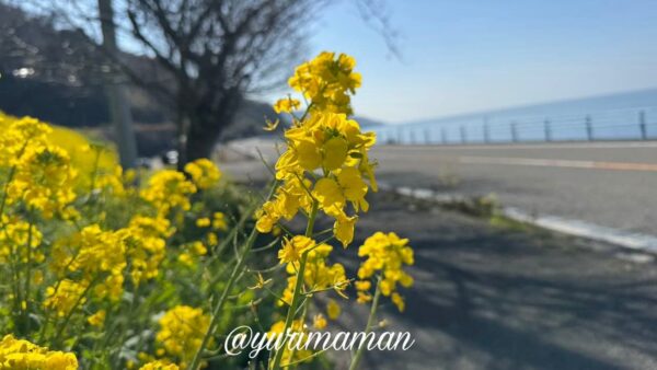 見頃入りの菜の花の花（2026年2月・伊予市双海町）