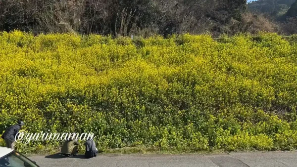 満開前の閏住の菜の花畑（2026年2月・伊予市双海町）