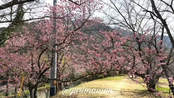 武丈公園の彼岸桜(西条市)2026年3月9日の開花状況 - ゆりママんブログ 武丈公園の彼岸桜(西条市)2026年3月9日の開花状況