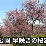 西条市 武丈公園の彼岸桜 2026年3月9日の開花状況