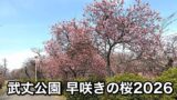 西条市 武丈公園の彼岸桜 2026年3月9日の開花状況