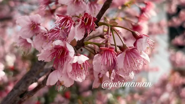 武丈公園の彼岸桜つぼみ ソメイヨシノ前の桜 - ゆりママんブログ 武丈公園の彼岸桜つぼみ ソメイヨシノ前の桜