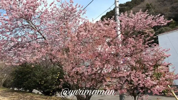 武丈公園の彼岸桜アップ 淡いピンクの花 - ゆりママんブログ 武丈公園の彼岸桜アップ 淡いピンクの花