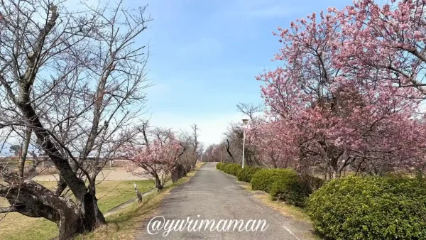 武丈公園の桜並木 春の散歩道 - ゆりママんブログ 武丈公園の桜並木 春の散歩道