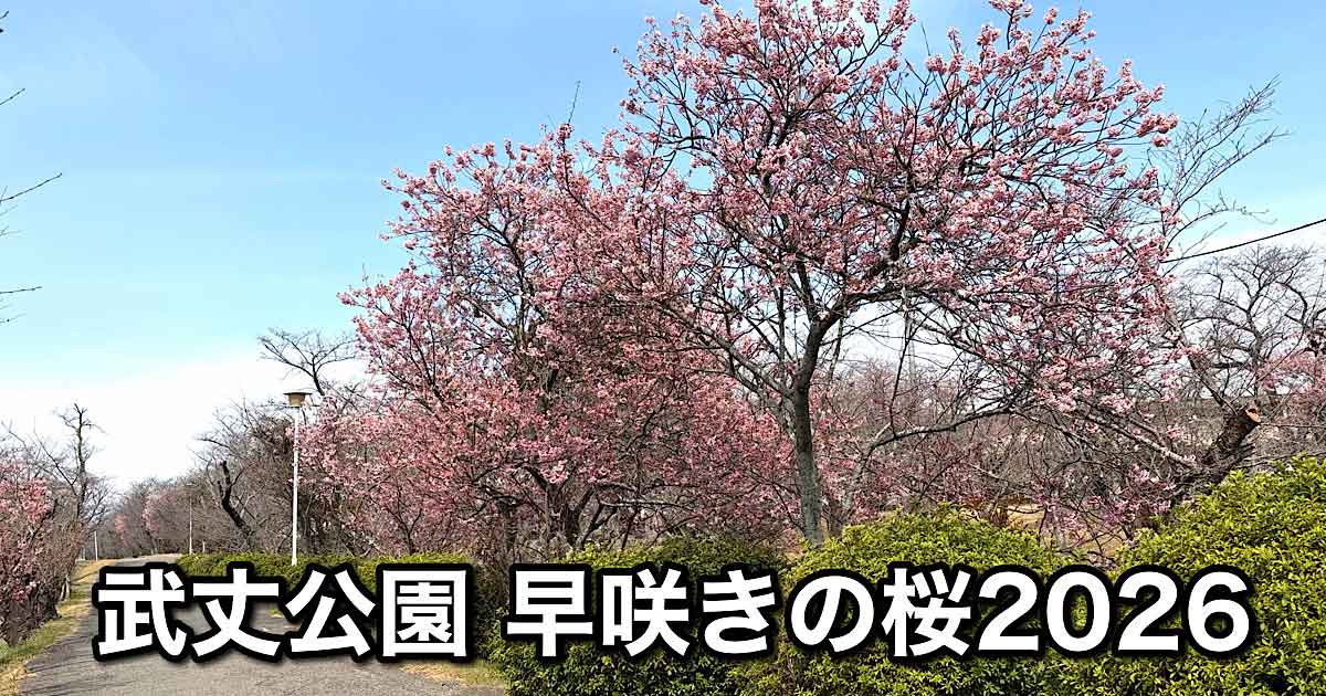 西条市 武丈公園の彼岸桜 2026年3月9日の開花状況
