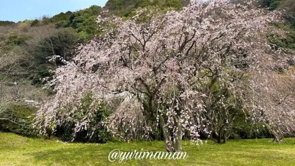 西条市 武丈公園の枝垂れ桜 2026年3月27日の開花状況