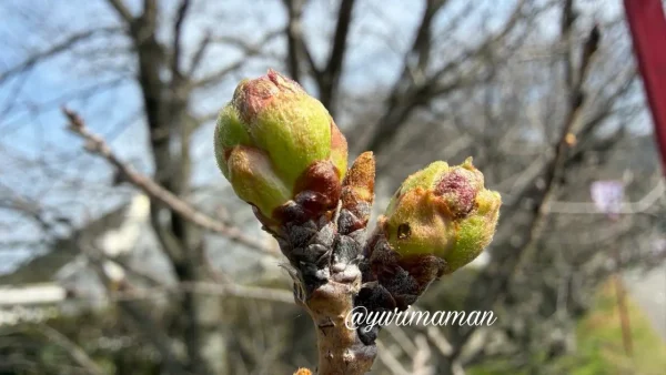武丈公園のソメイヨシノのつぼみ 2026年3月下旬の開花前