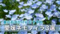 愛媛 ネモフィラ畑 見頃 春のおでかけスポット（2026）