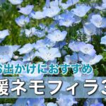 愛媛 ネモフィラ畑 見頃 春のおでかけスポット（2026）