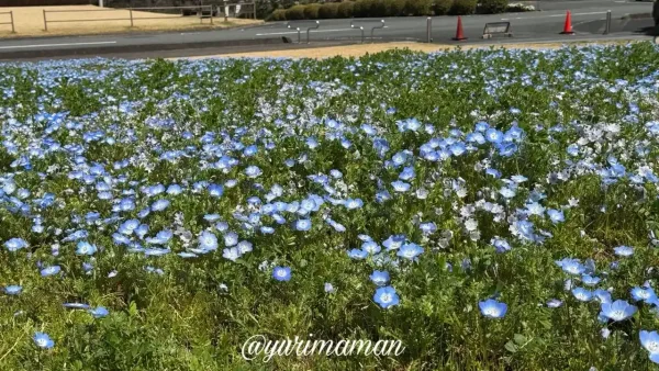 フラワーパークおおずのネモフィラ畑 2026年3月26日見頃の様子 - ゆりママんブログ フラワーパークおおずのネモフィラ畑 2026年3月26日見頃の様子