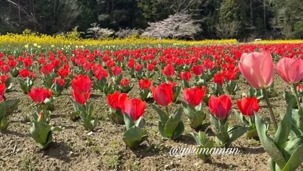 フラワーパークおおずの赤いチューリップ 2026年3月26日見頃の様子 - ゆりママんブログ フラワーパークおおずの赤いチューリップ 2026年3月26日見頃の様子