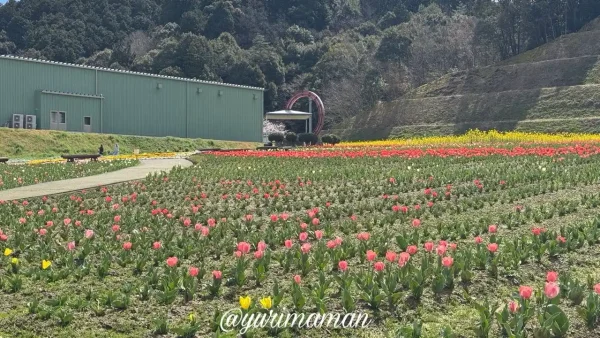 フラワーパークおおずのチューリップとネモフィラの全景 2026年3月26日開花状況 - ゆりママんブログ フラワーパークおおずのチューリップとネモフィラの全景 2026年3月26日開花状況