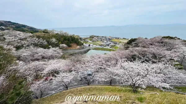 ふたみ潮風ふれあい公園の桜と瀬戸内海の景色