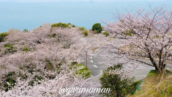 ふたみ潮風ふれあい公園 桜並木のカーブ道路1