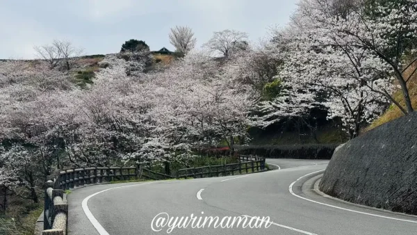 ふたみ潮風ふれあい公園 桜並木のカーブ道路2