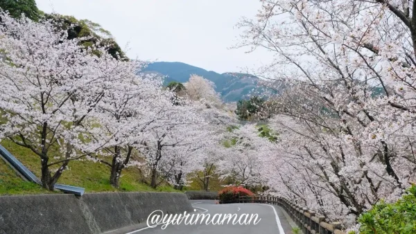 伊予市双海町 桜並木の道路（ふたみ潮風ふれあい公園）1
