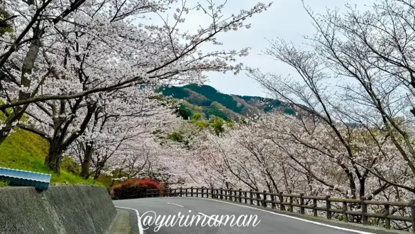 伊予市双海町 桜並木の道路（ふたみ潮風ふれあい公園）2