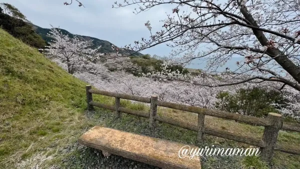 伊予市双海町 ふたみ潮風ふれあい公園から見える瀬戸内海と桜