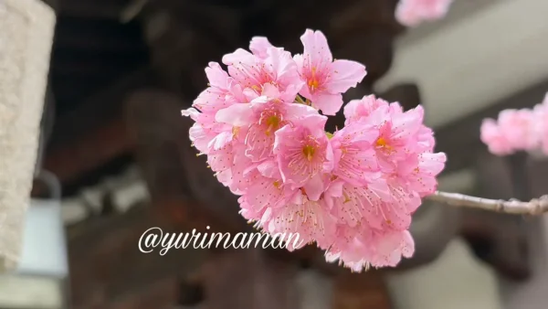 松山市古三津の儀光寺の椿寒桜のアップ