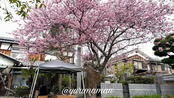 儀光寺の早咲き桜 ピンク色の花