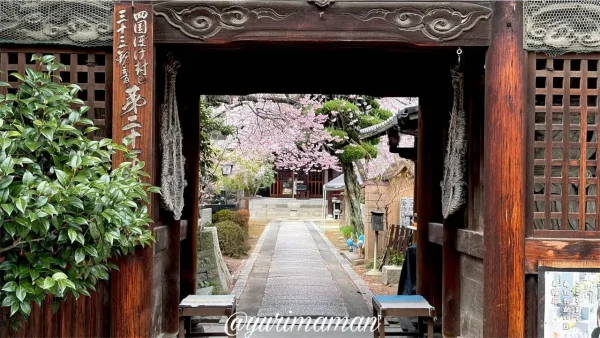 松山市古三津の儀光寺 山門と早咲き桜
