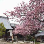 儀光寺（松山市古三津）早咲きの桜スポット｜サムネイル画像