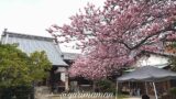 儀光寺（松山市古三津）早咲きの桜スポット｜サムネイル画像