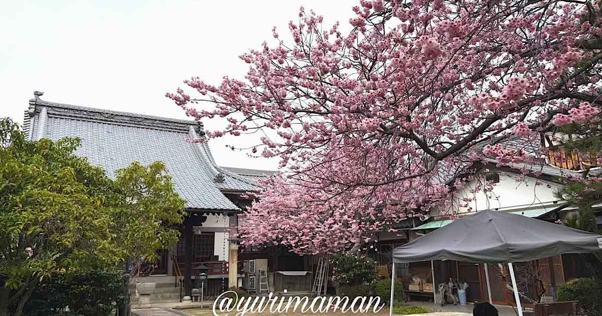 儀光寺（松山市古三津）早咲きの桜スポット｜サムネイル画像