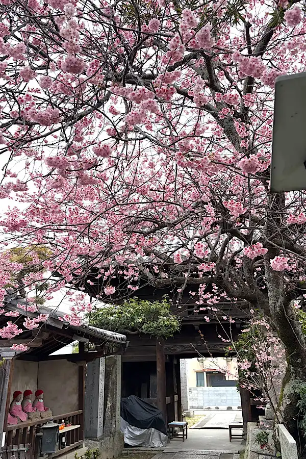 松山市の早咲き桜スポット 儀光寺
