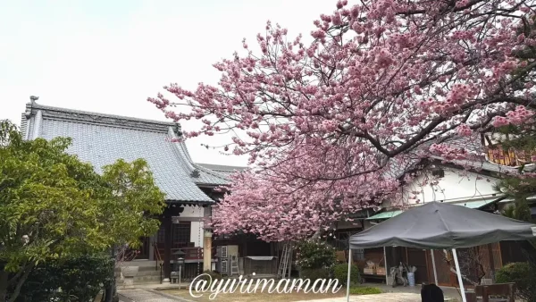 儀光寺の境内に咲く早咲き桜