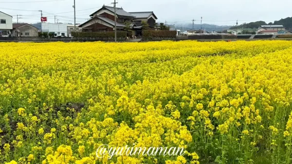 今治市大西町の菜の花アップ写真 2026年3月 - ゆりママんブログ 今治市大西町の菜の花アップ写真 2026年3月