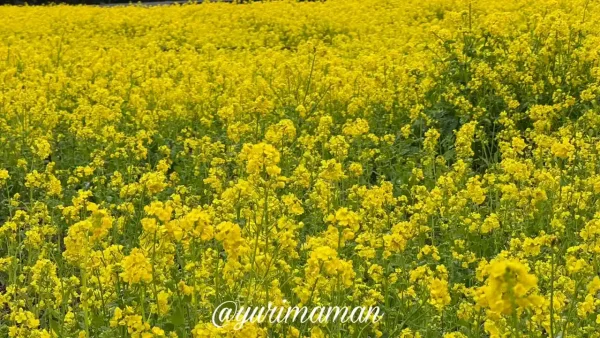 今治市大西町の菜の花畑 2026年3月3日開花状況 - ゆりママんブログ 今治市大西町の菜の花畑 2026年3月3日開花状況