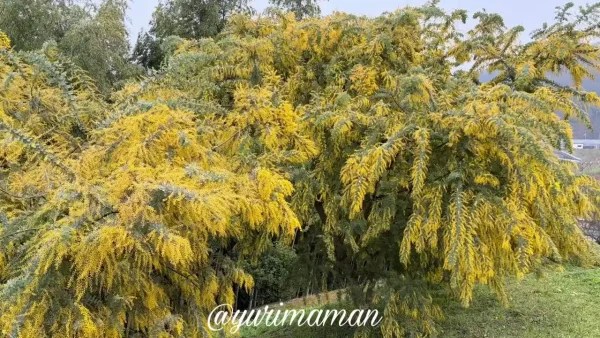 2026年3月2日の犬寄峠の黄色い丘のミモザ（6〜7分咲き・見頃間近）1