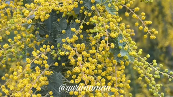 2026年3月2日の犬寄峠の黄色い丘のミモザ（6〜7分咲き・見頃間近）2