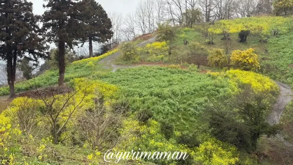 2026年3月2日の犬寄峠の黄色い丘の菜の花の開花状況（3〜4分咲き）