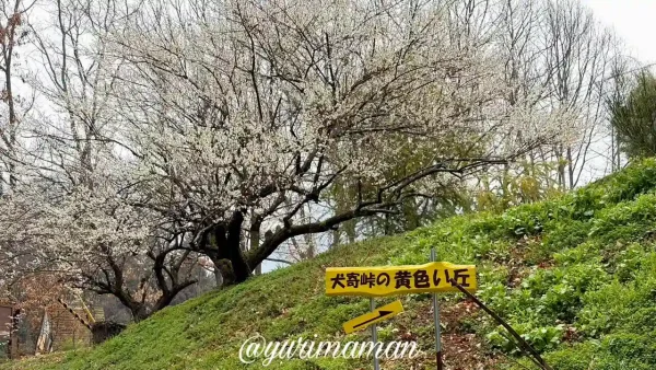 2026年3月2日の犬寄峠の黄色い丘の梅の花（満開）