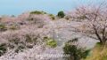 伊予市双海町 ふたみ潮風ふれあい公園 海が見える桜並木のカーブ道路