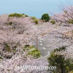 伊予市双海町 ふたみ潮風ふれあい公園 海が見える桜並木のカーブ道路