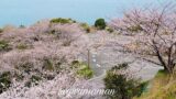 伊予市双海町 ふたみ潮風ふれあい公園 海が見える桜並木のカーブ道路