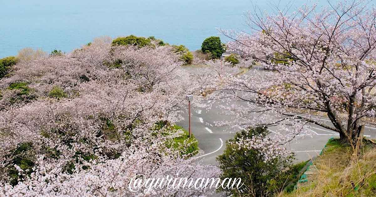 伊予市双海町 ふたみ潮風ふれあい公園 海が見える桜並木のカーブ道路