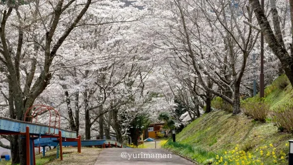 伊予市中山町「栗の里公園」桜のトンネル1 - ゆりママんブログ 伊予市中山町「栗の里公園」桜のトンネル1
