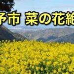伊予市の菜の花スポットまとめ（犬寄峠の黄色い丘・閏住の菜の花畑）サムネイル画像