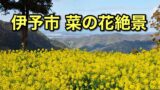 伊予市の菜の花スポットまとめ（犬寄峠の黄色い丘・閏住の菜の花畑）サムネイル画像