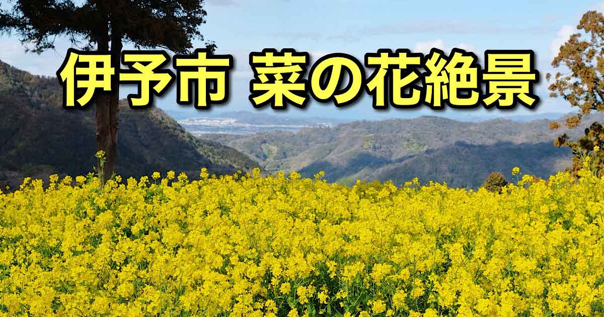 伊予市の菜の花スポットまとめ（犬寄峠の黄色い丘・閏住の菜の花畑）サムネイル画像