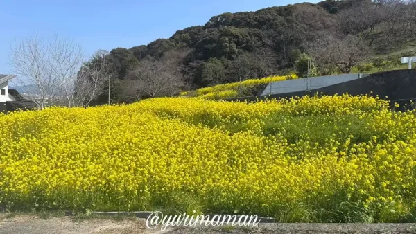 伊予市八倉 黄色い丘のように広がる菜の花畑1
